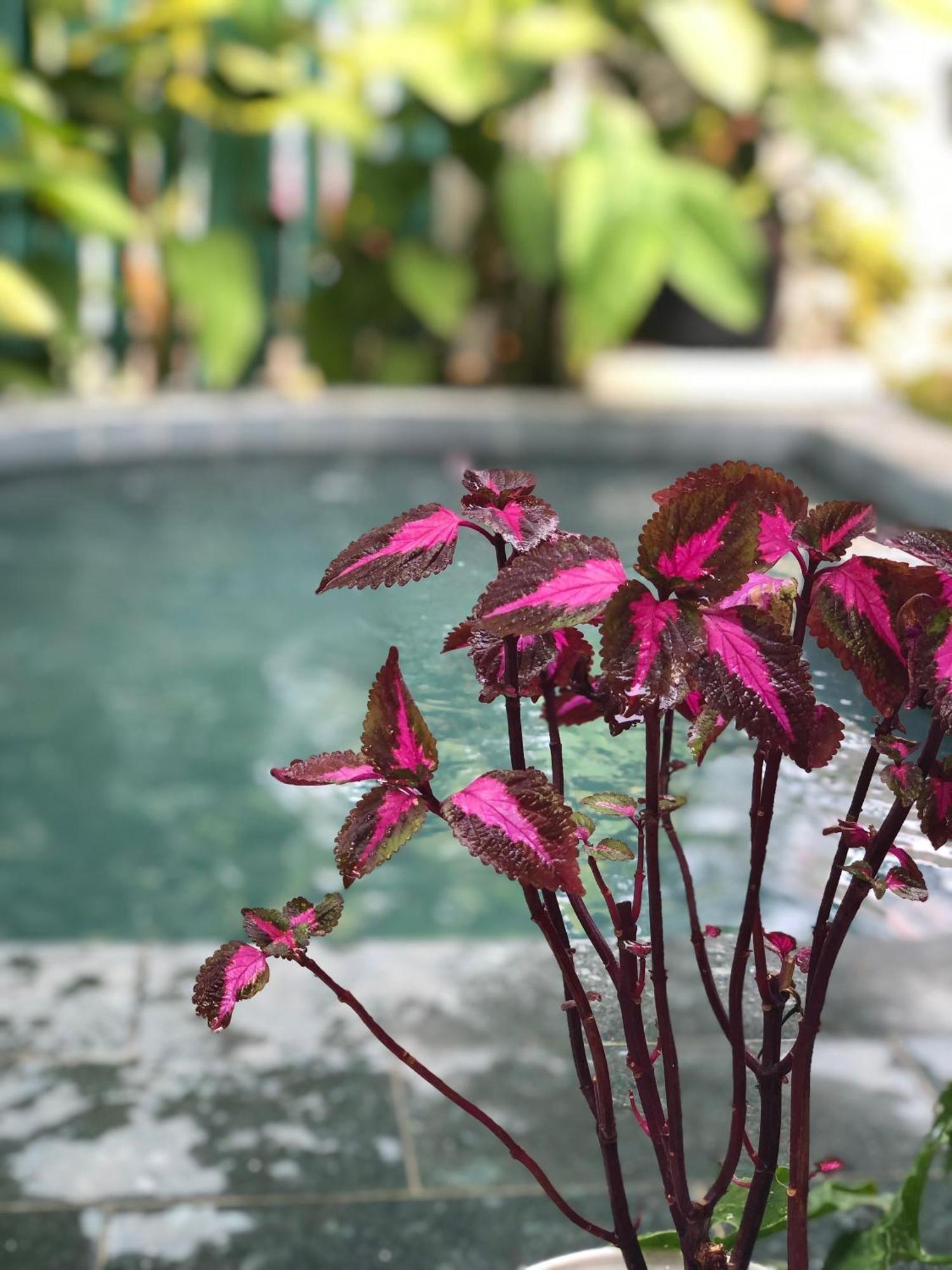 Hoi An Coastal Charm Villa - Jaccuzi Pool - Netflix Tan Thanh Luaran gambar